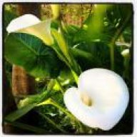 Calla