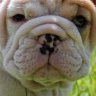Bulldog