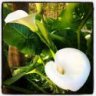 Calla