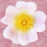 Wild Rose