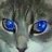catseye