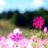 lovelypinks